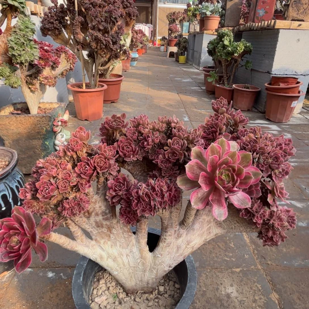 铜壶黄多多缀精品