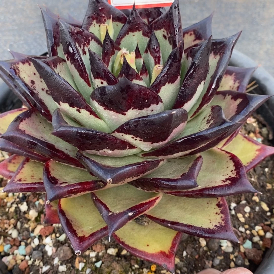 朵****6福利美乌a4