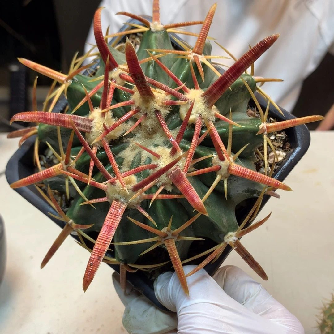 21号 实生 剑刺凌波 刺宽 0.6公分