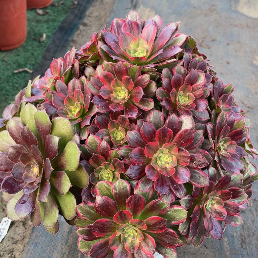 979安娜精品法师老桩