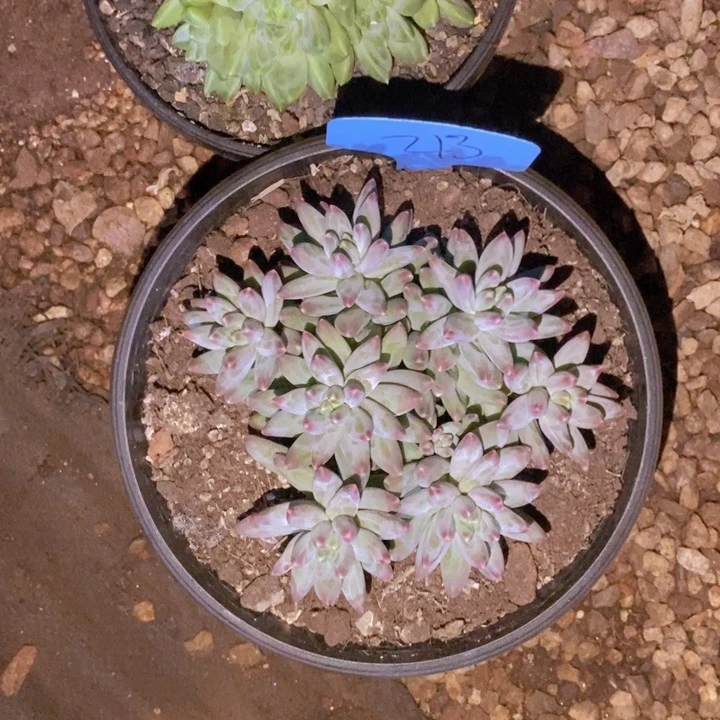 这个我都看出来有个好