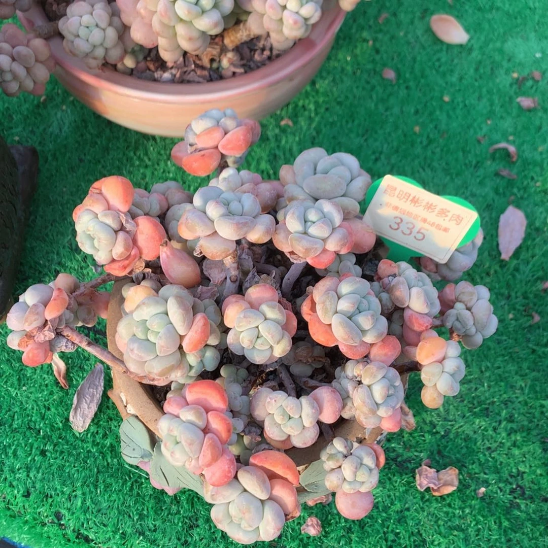 拉丝雨老桩无砍335