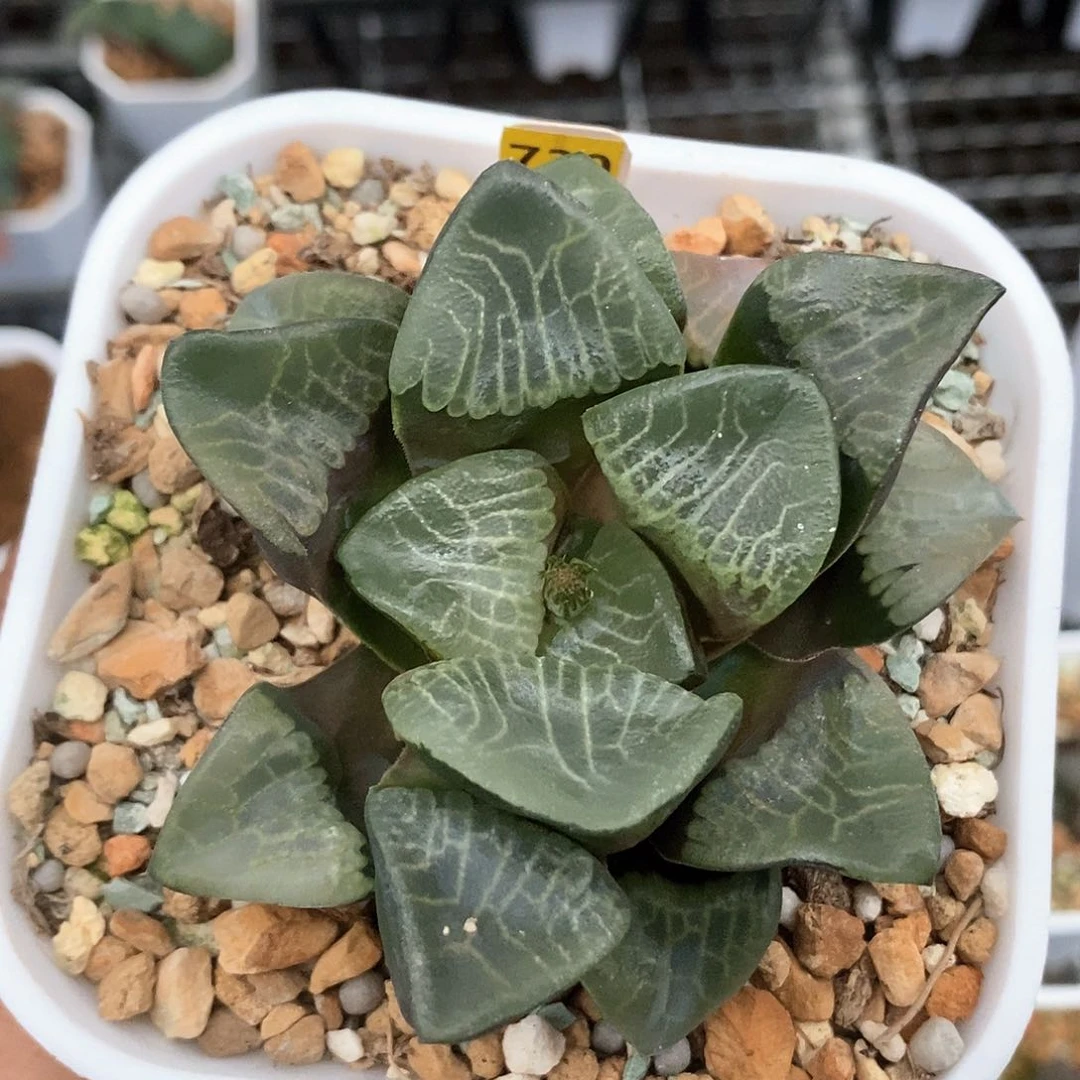 红陶730号实生克一物一拍