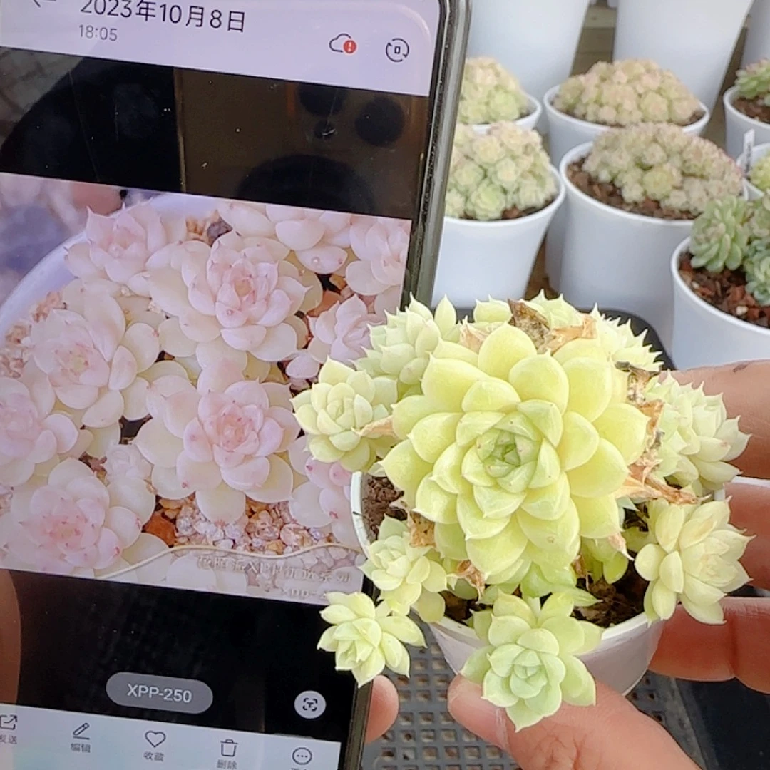 1113-260（xpp-250）优选