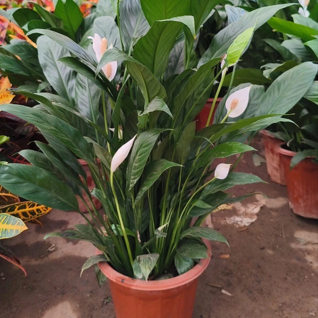 白掌盆栽 北京同城 小时达 全北京可送 师傅专车送到家 好养吸甲醛绿植 客厅卧室