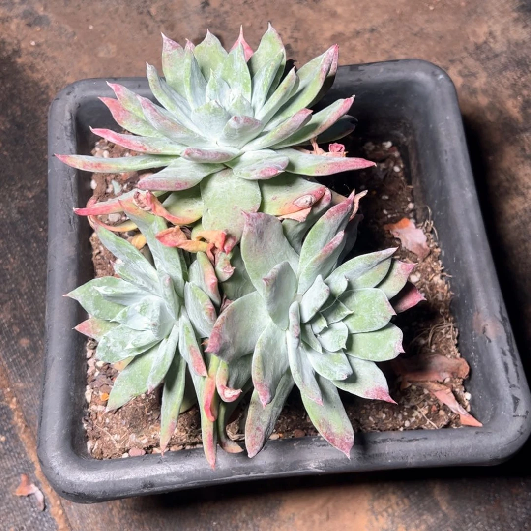 6654哈哈哈哈哈哈哈哈