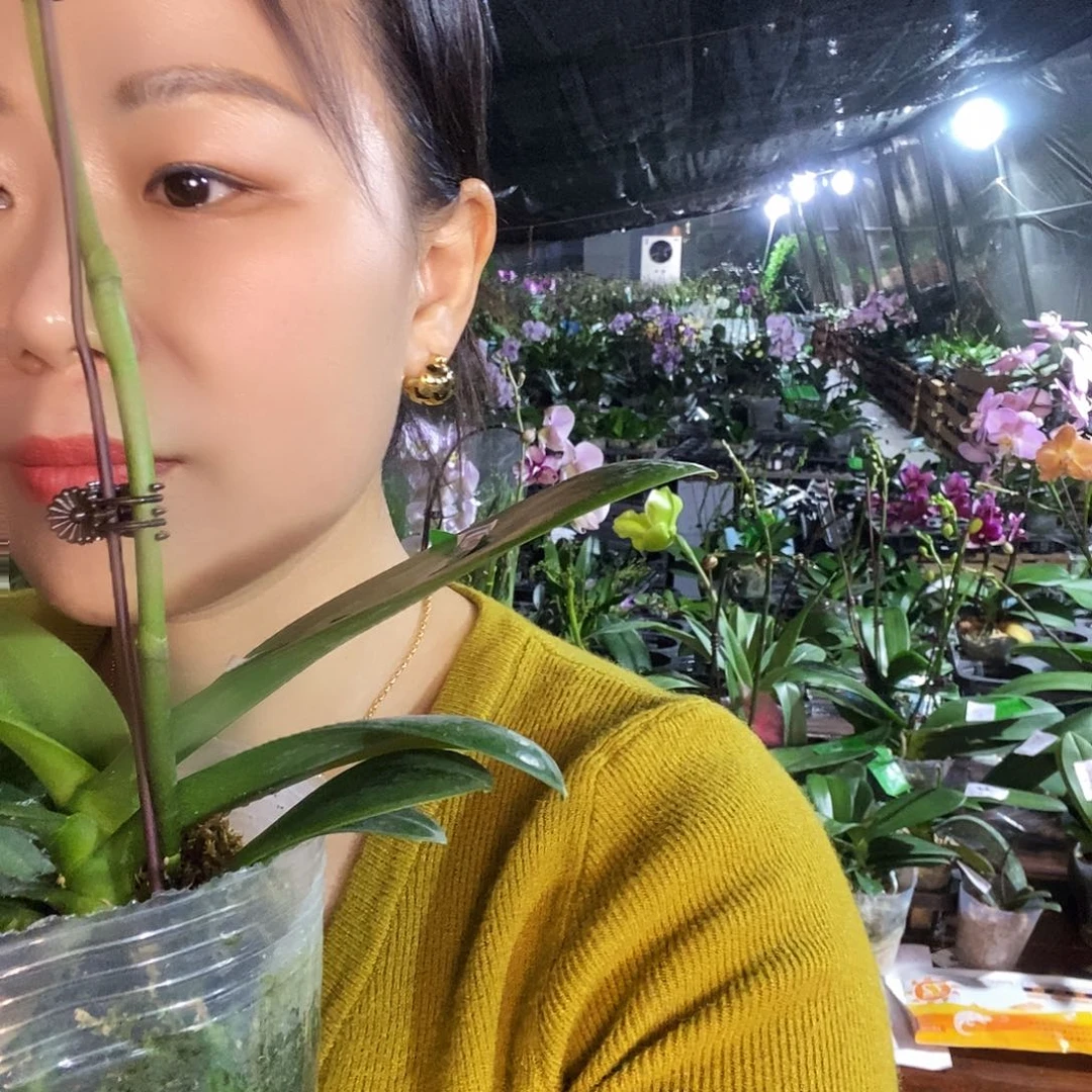 无花朵白天鹅蝴蝶兰