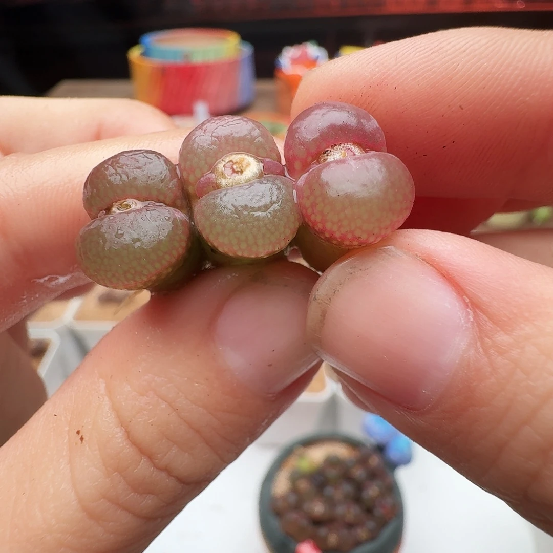 多肉植物福利风铃190