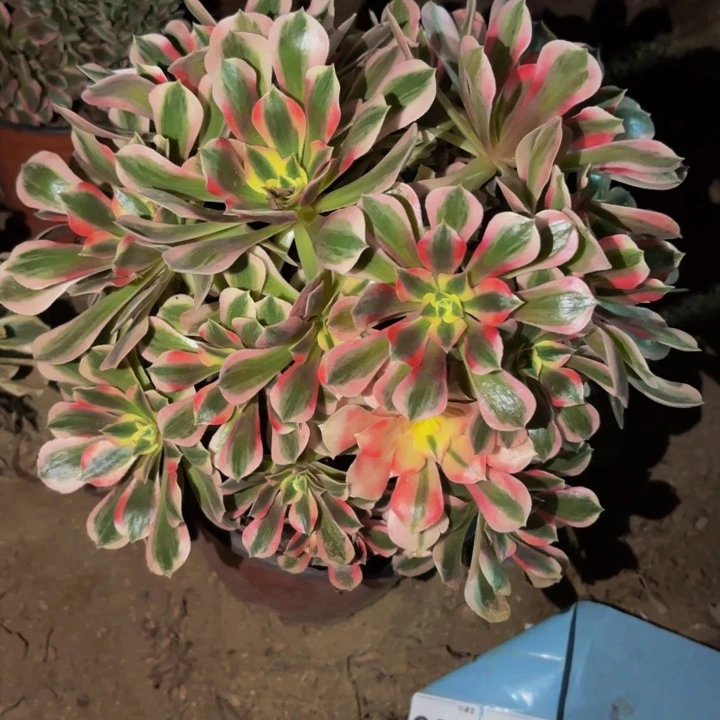 180女巫多肉植物不售后砍头老桩