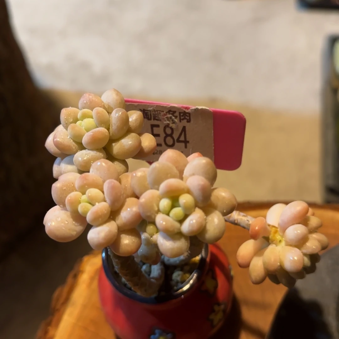 衡*多肉植物11111111