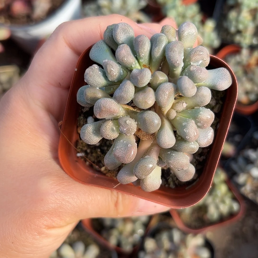 头咯狗儿哦图植物植物中央音乐学院