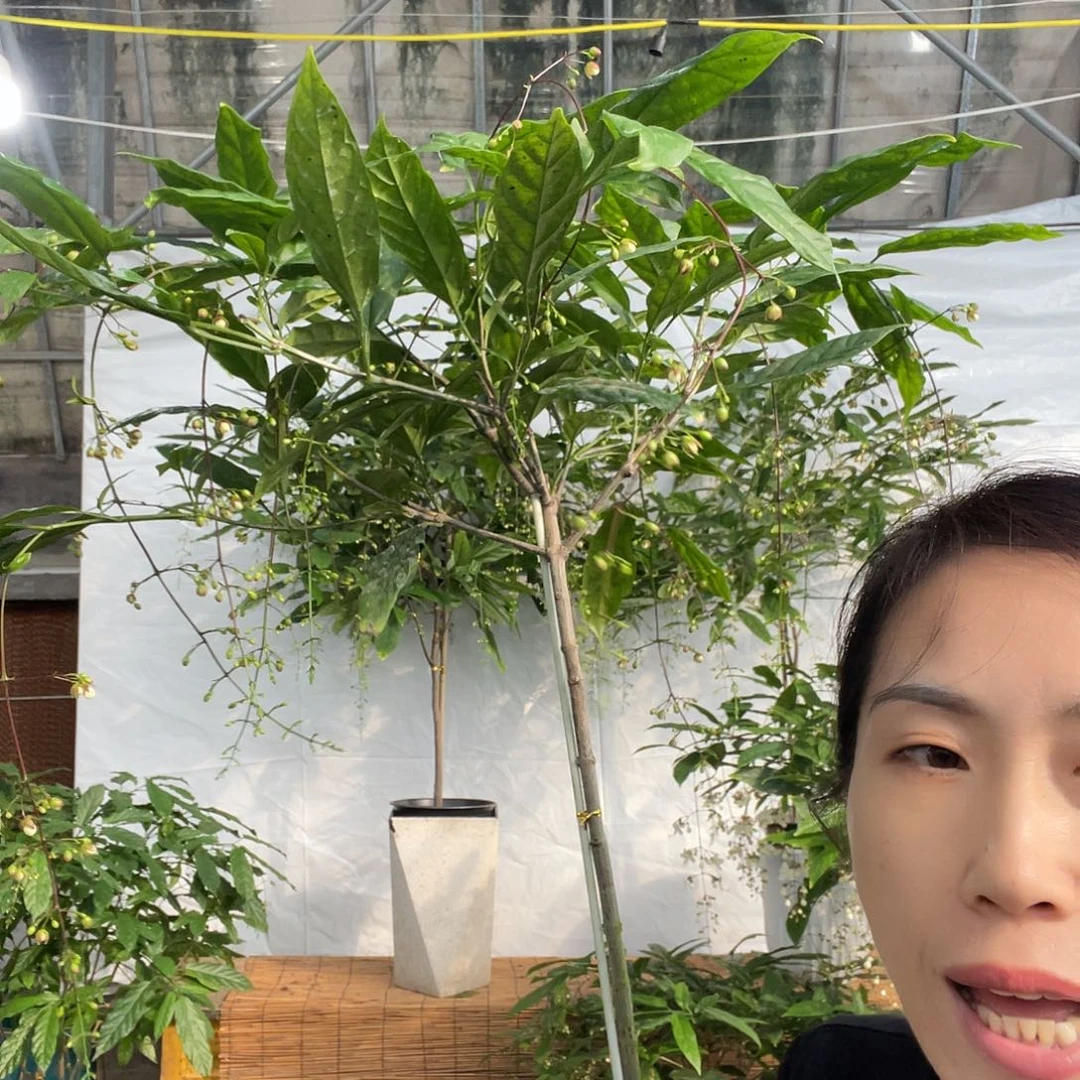 无花朵垂丝茉莉中颗一盆