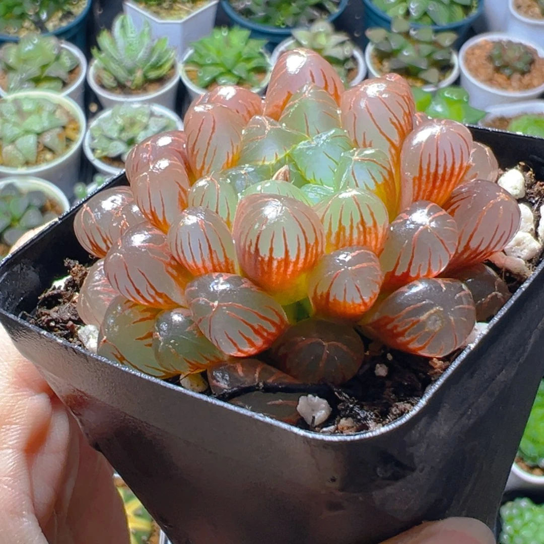 彩虹玉露多肉多肉多肉