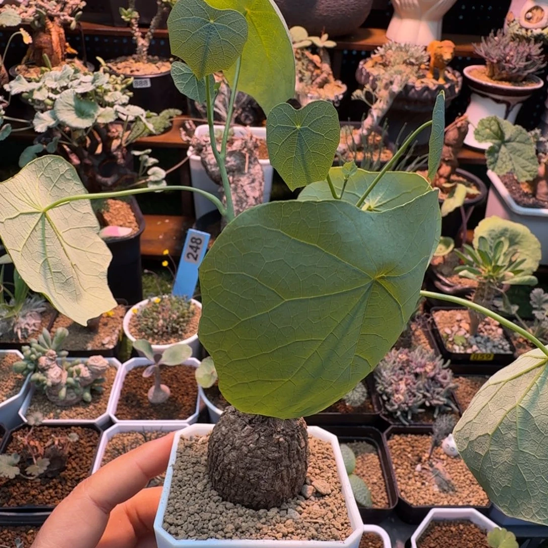 龙甲龟269 仙人掌