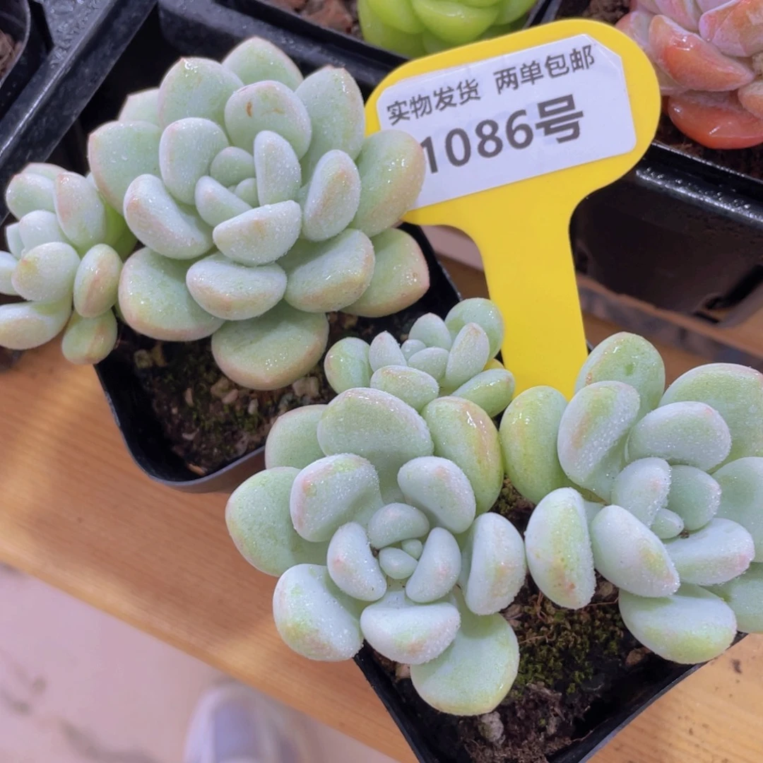 1086号 捡漏泡泡糖两个