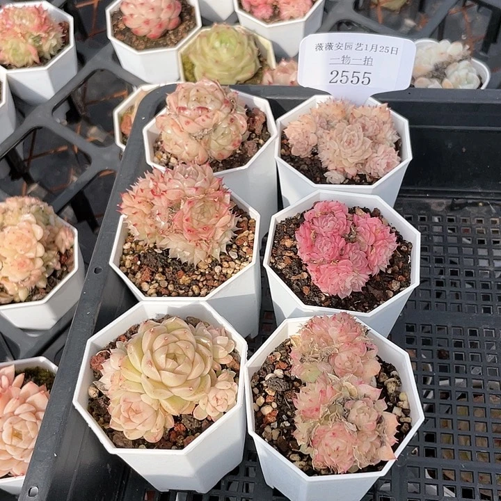 薇薇安园艺多肉2555