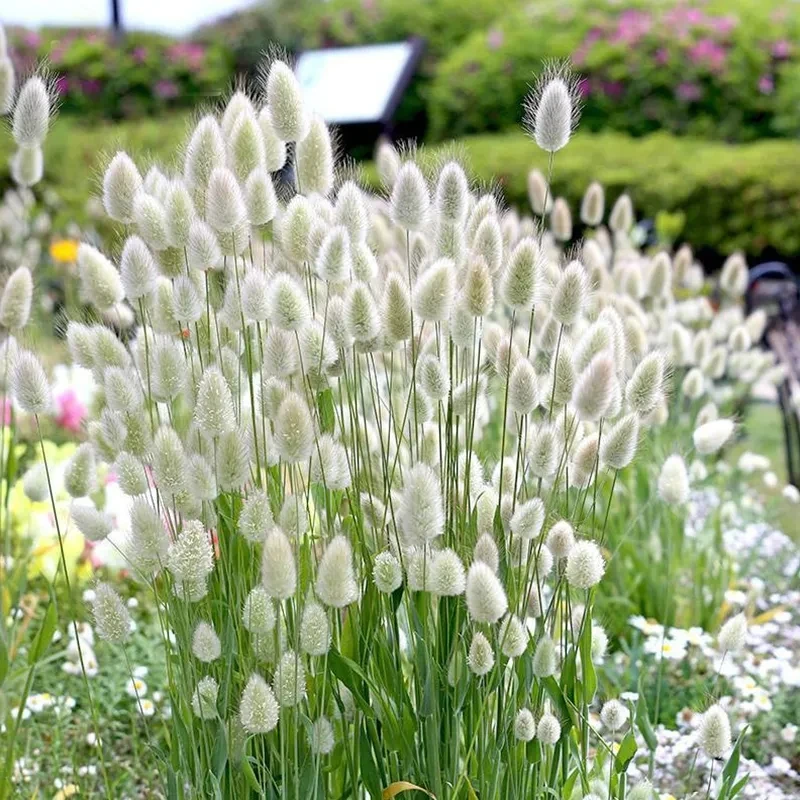 【运河家】兔尾草小兔子盆苗  耐寒花境植物 阳台庭院花卉