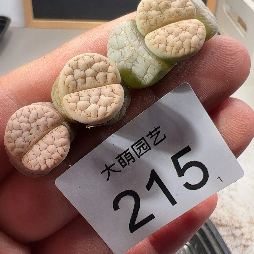 0000215 一物一拍……