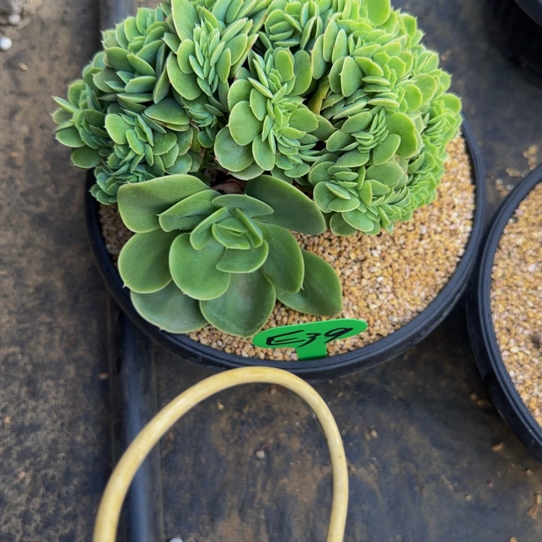 无花朵ｘ***?E39，星娜塔缀化