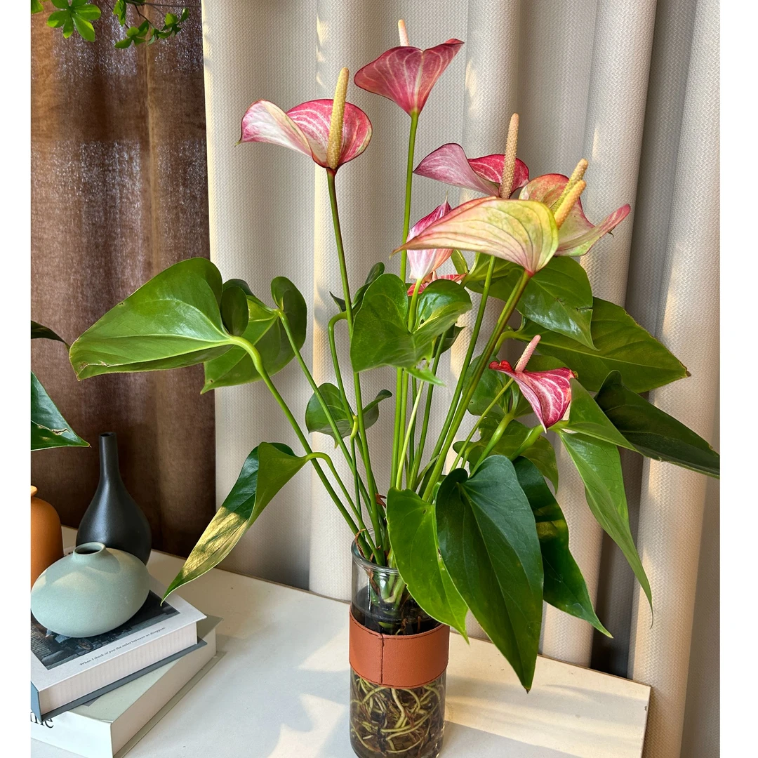 ZG带皮带瓶水培粉掌绿植利帷幕净化空气桌面盆栽3-4花水培30-40CM