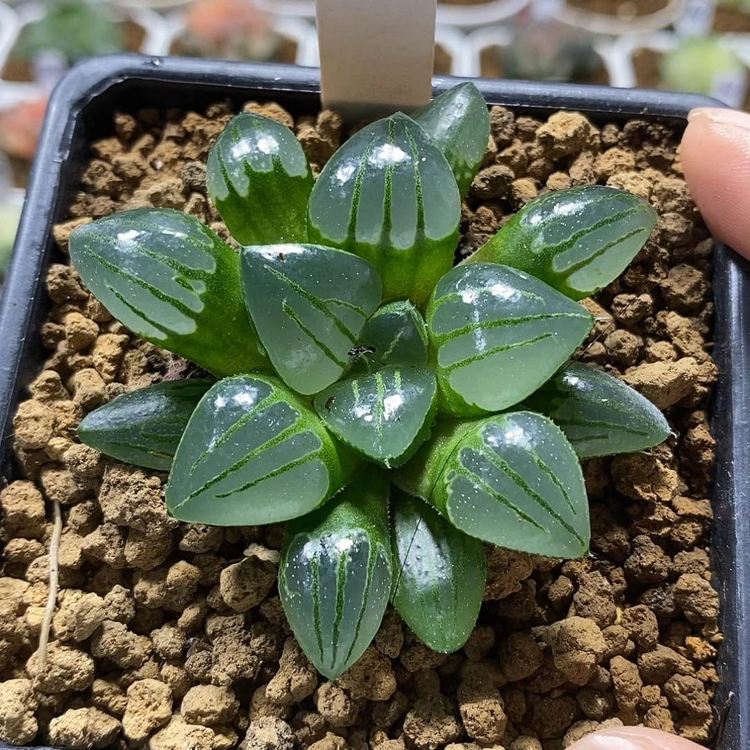 94翠虎哈哈哈哈哈