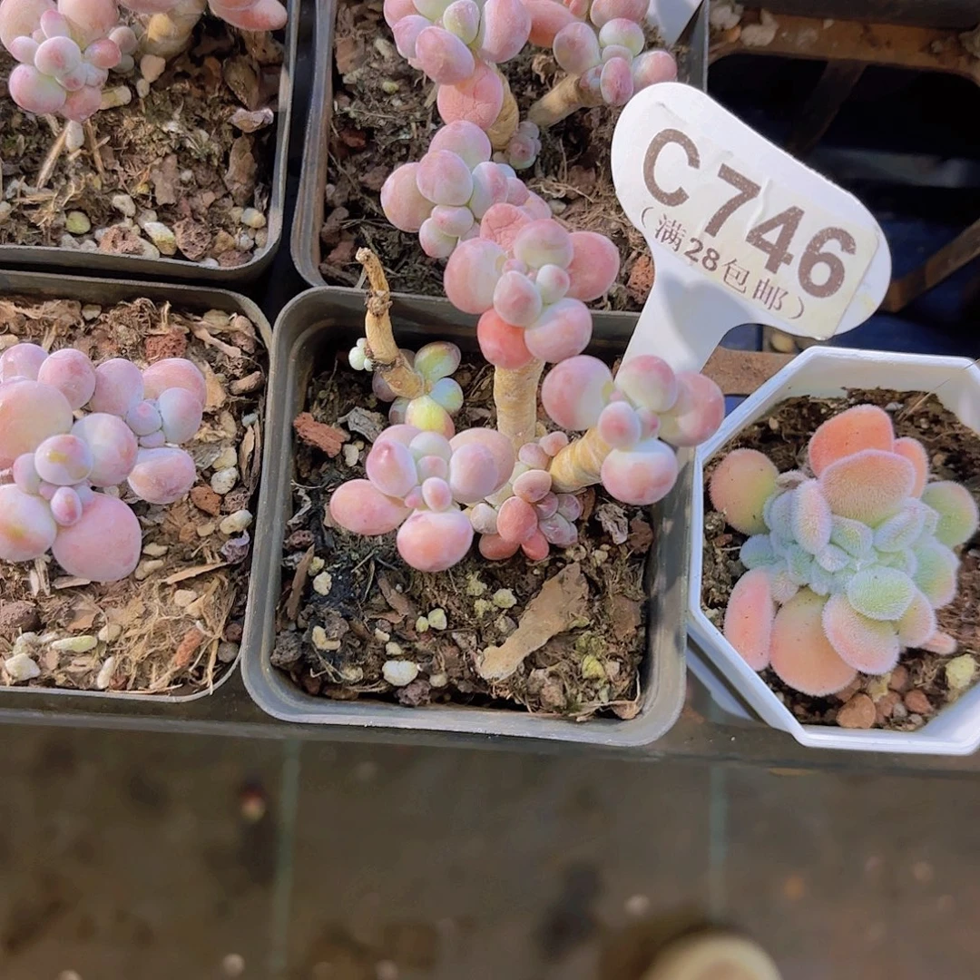 C746苹果奶一物一拍