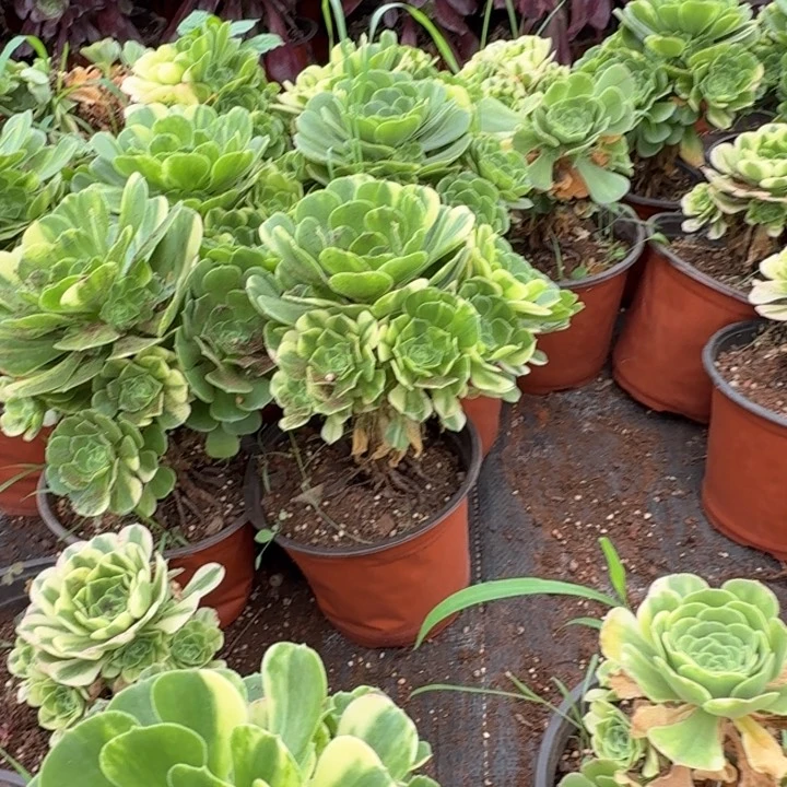 五彩琉璃啊啊啊啊