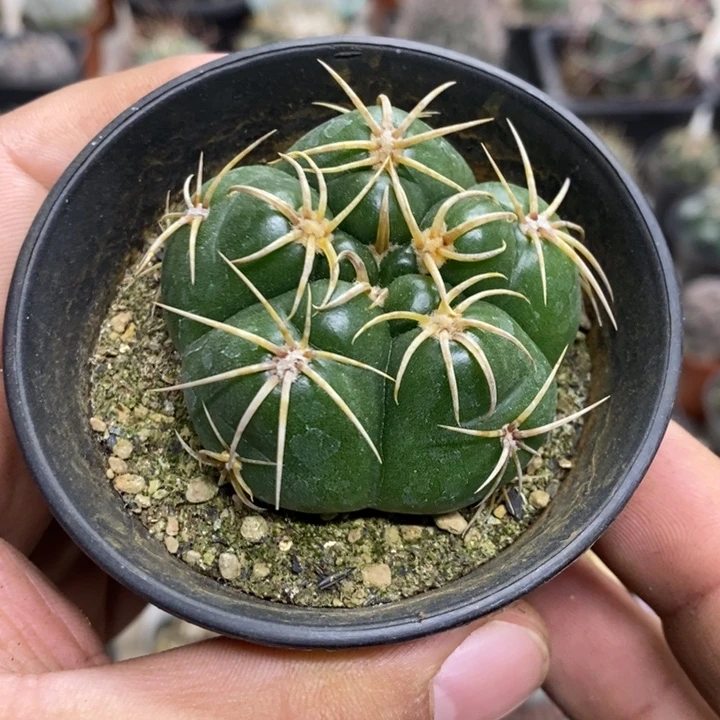 实生五棱高木海王特价