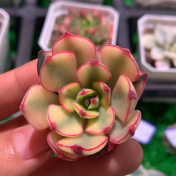 丹尼尔锦，锦哥多肉