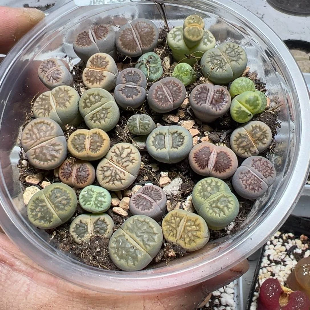 【闪购商品】 439。