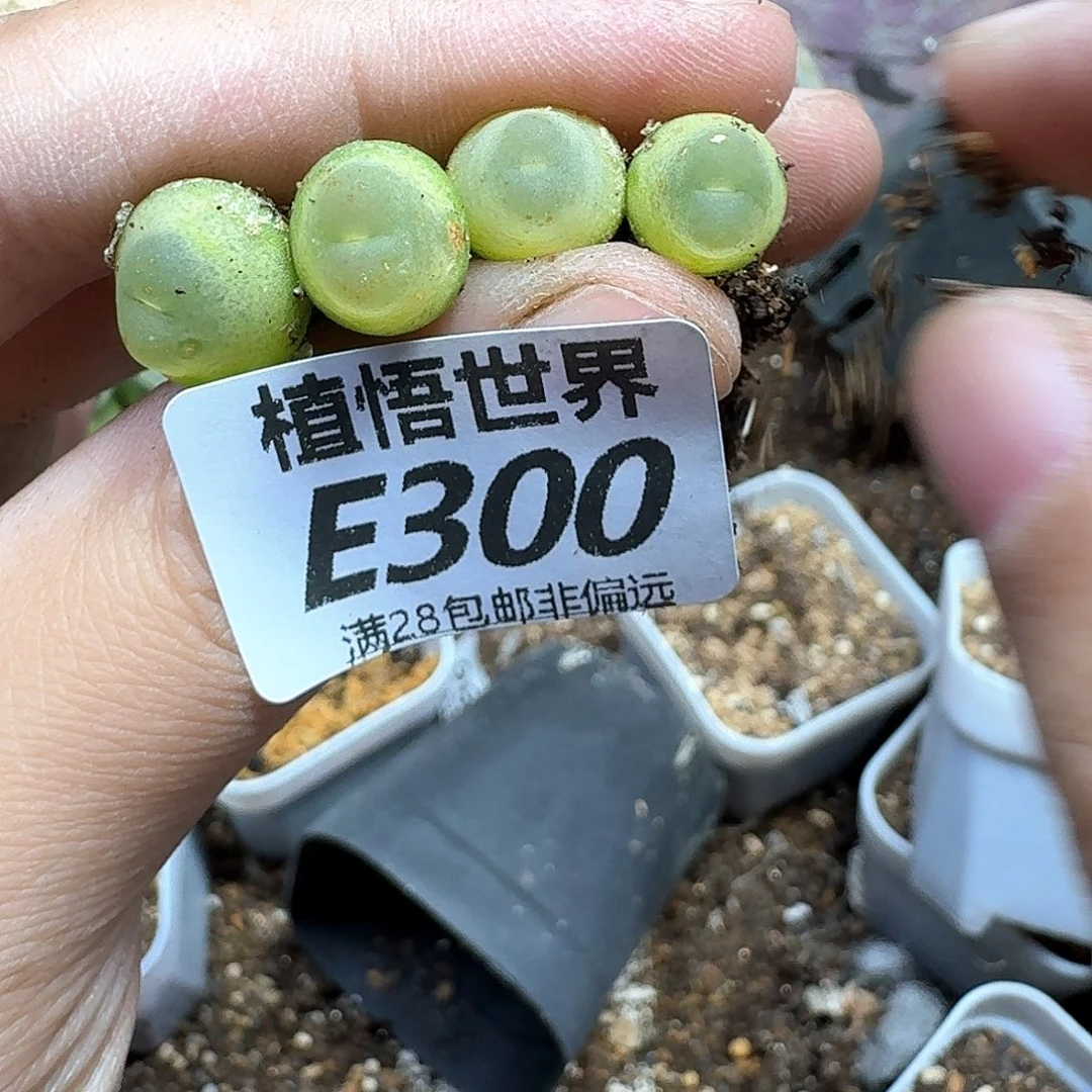 多肉植物的润泽gn