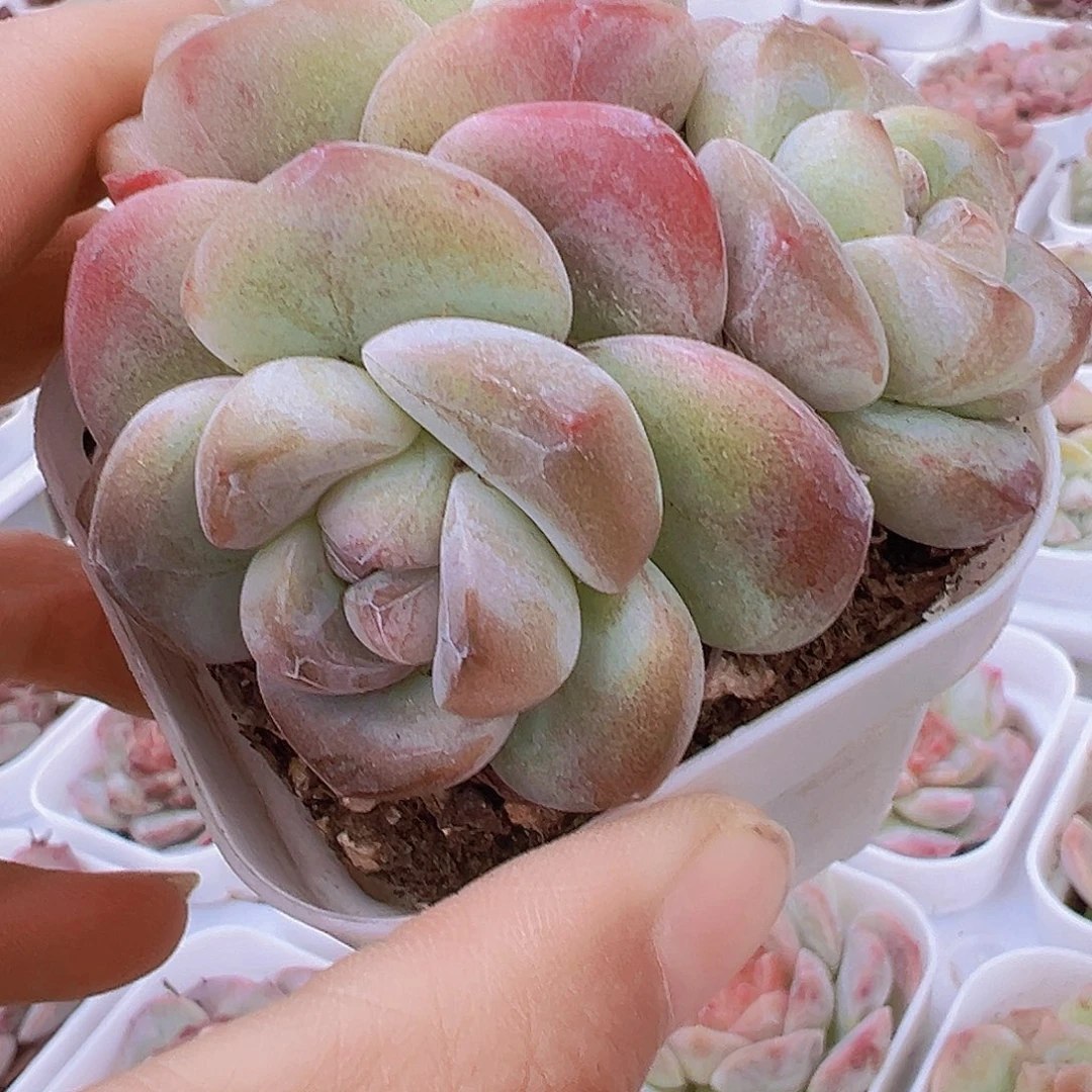 胖子墨玉群19包邮多肉