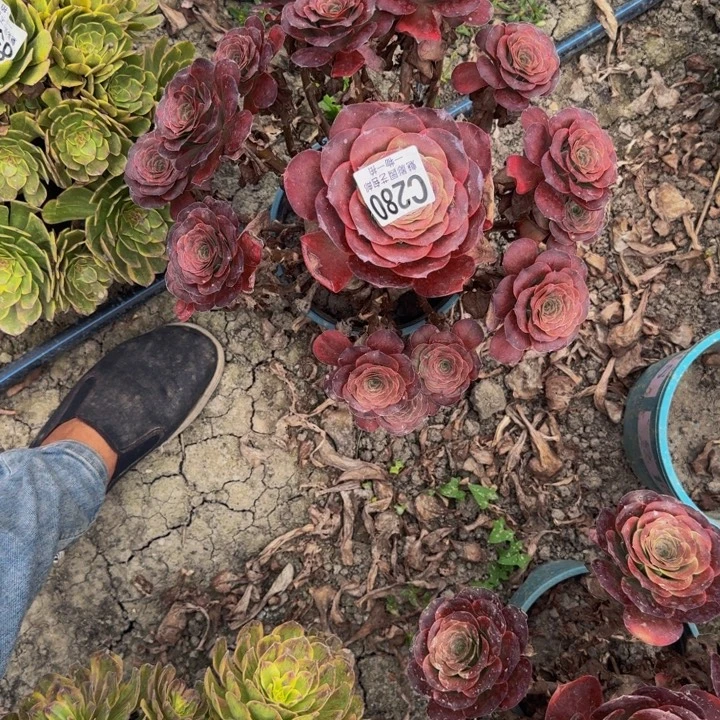 梅金花30-12包邮花花