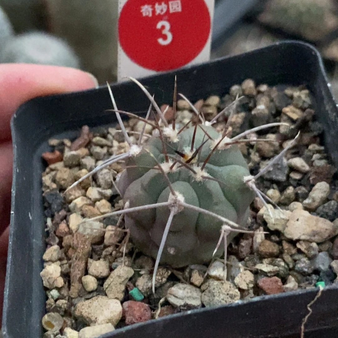 实生狂刺球一颗仙人球