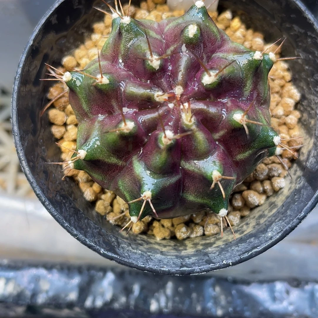 1-火星侧芽4.6厘米