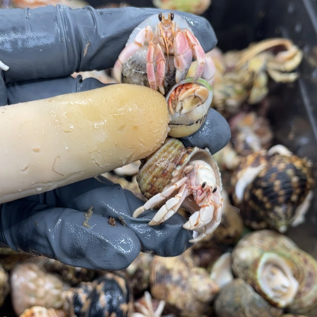 不退不换活体宠物69