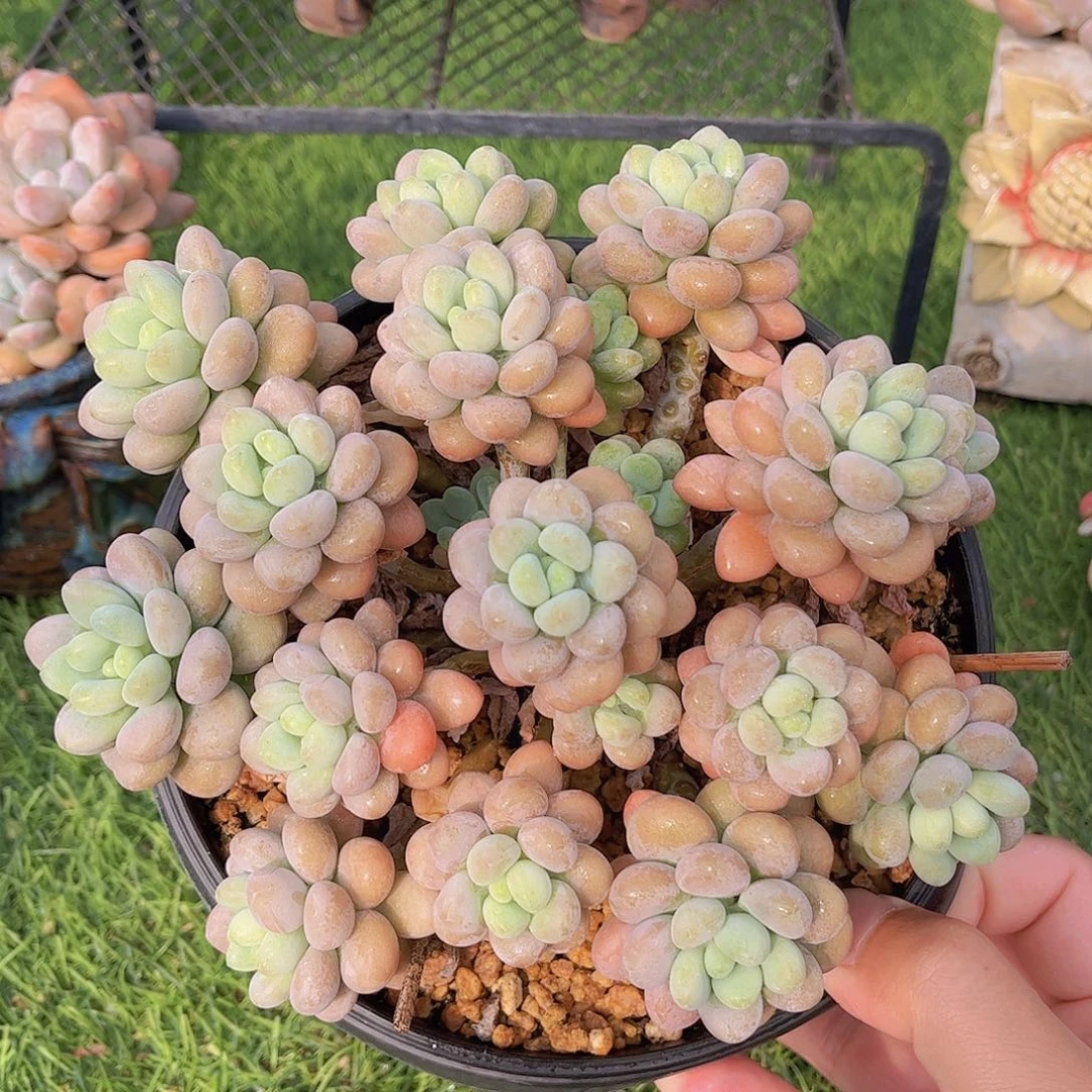 韩版洛可可精品多肉