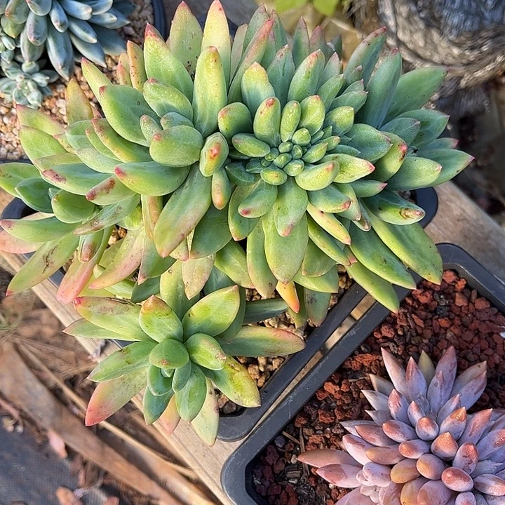 多肉植物一物一拍