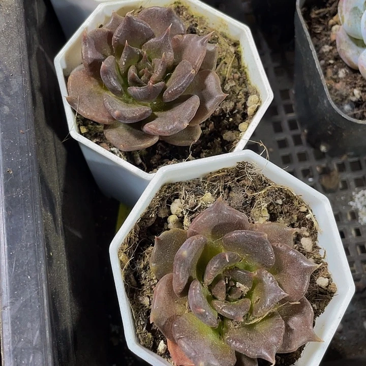 黑饺子3.8带盆土发