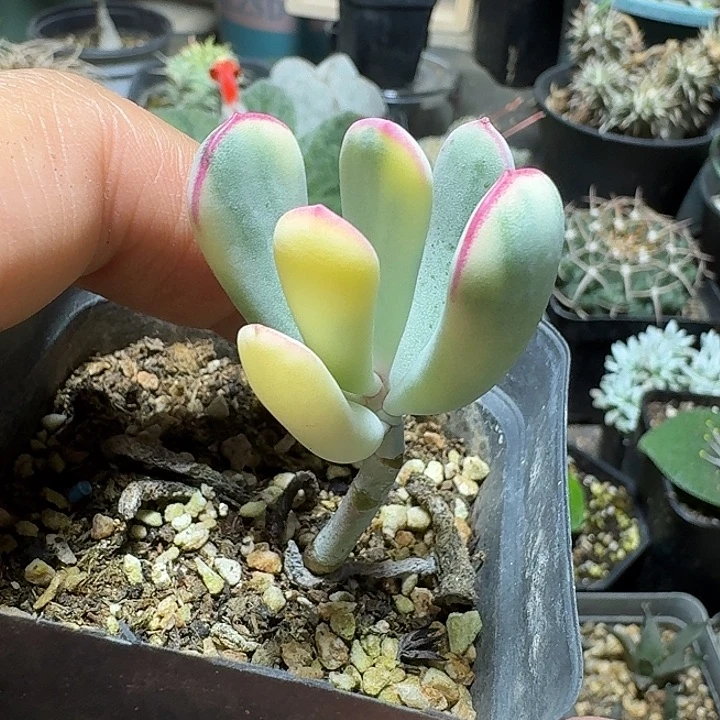 546棒叶福娘锦脱土发货