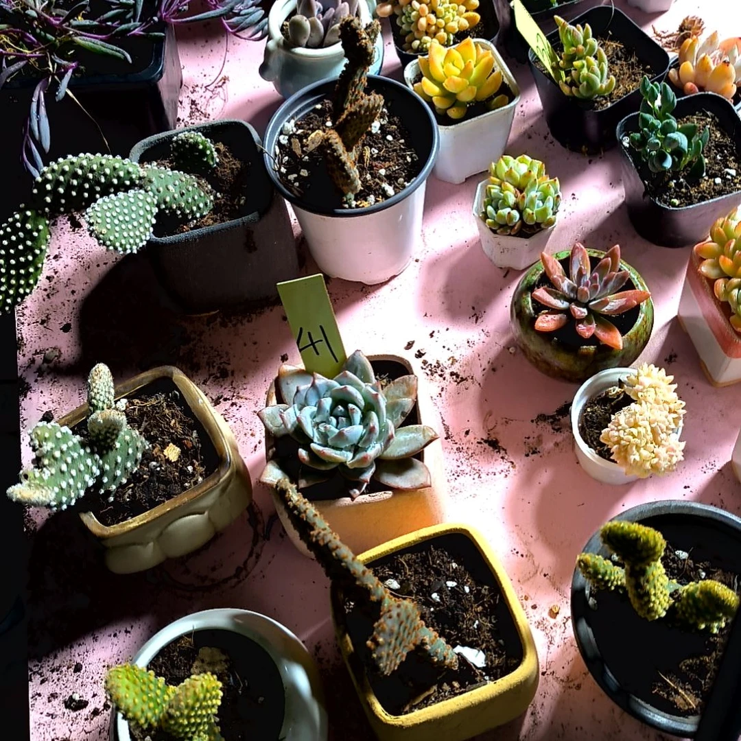 奔****…满6元包邮，黄金菊锦，主播