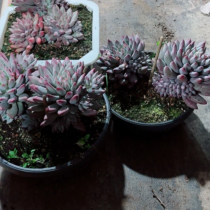 流沙体虞美人很多头精品多肉盆栽