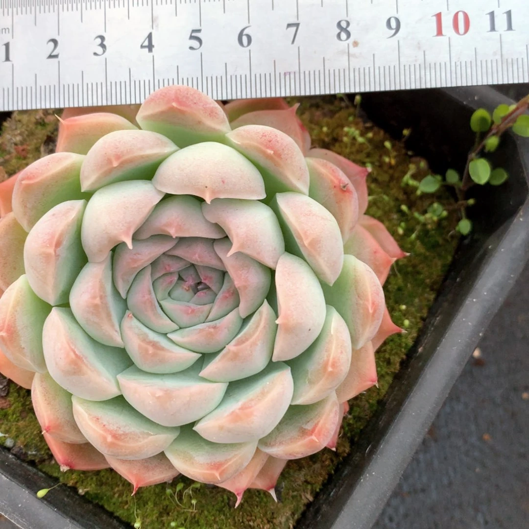 5340杂交多肉植物