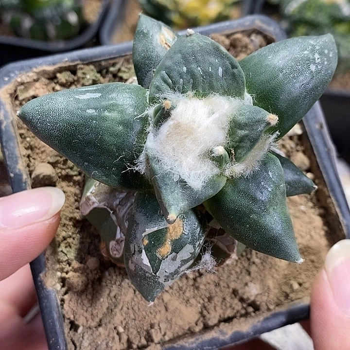 苗接怒涛战损。251号