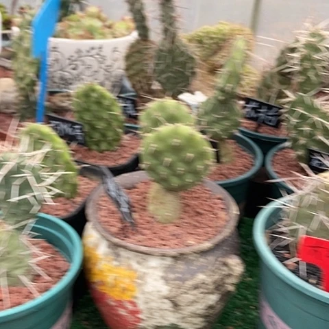 糖***子仙人掌长枪小片现切