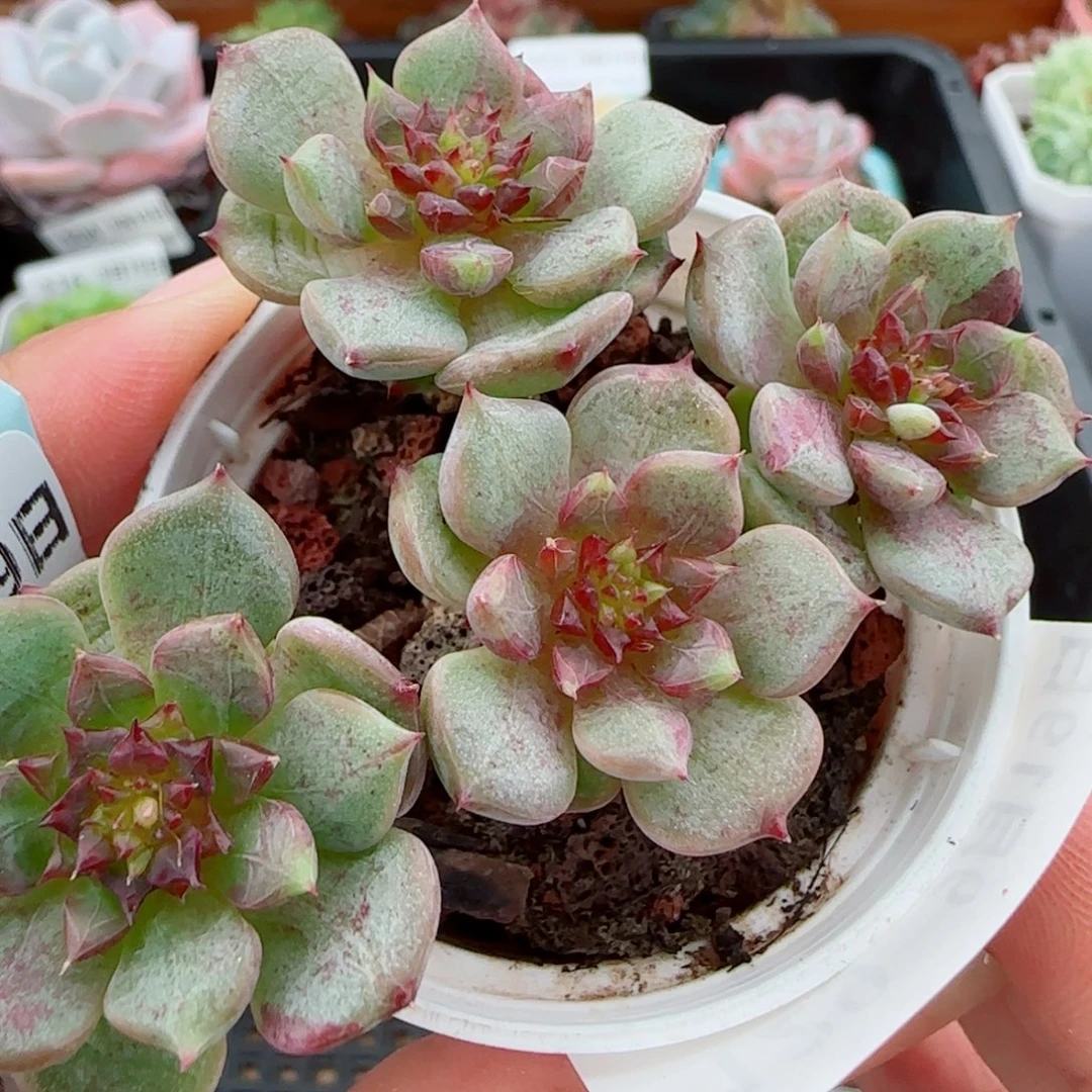 花语逸镜0919-129