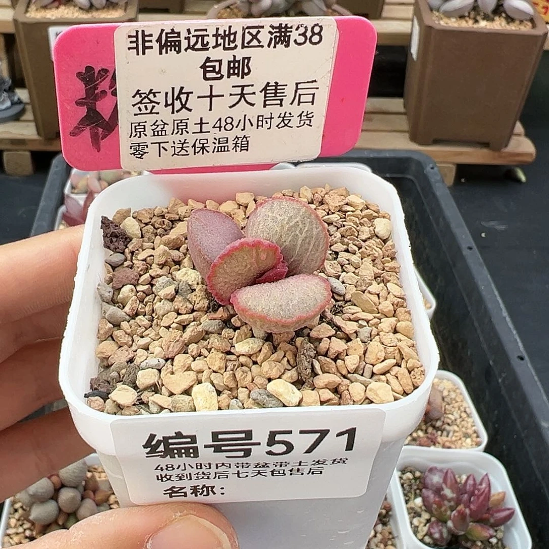 571妖姬多肉植物