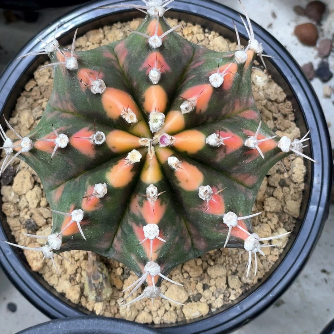 当前无花朵，栽培后可花朵