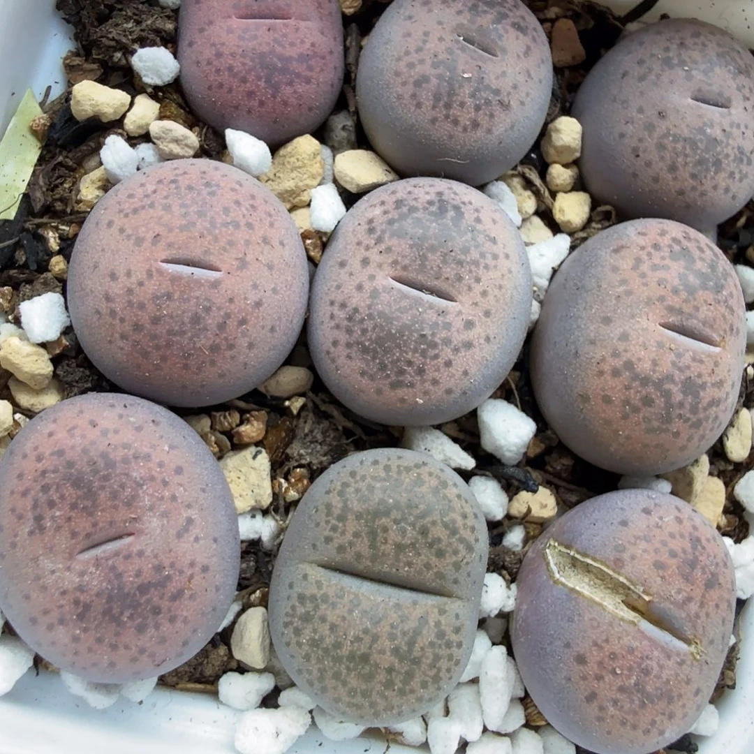 就能使皮肤保持年轻247这个