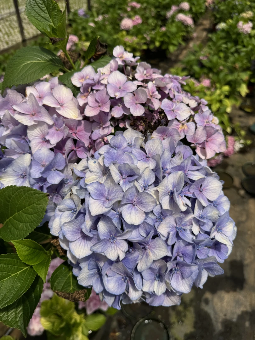 大花绣球盆栽苗多种品类适合阳台庭院室外养护观赏花卉可地载可盆